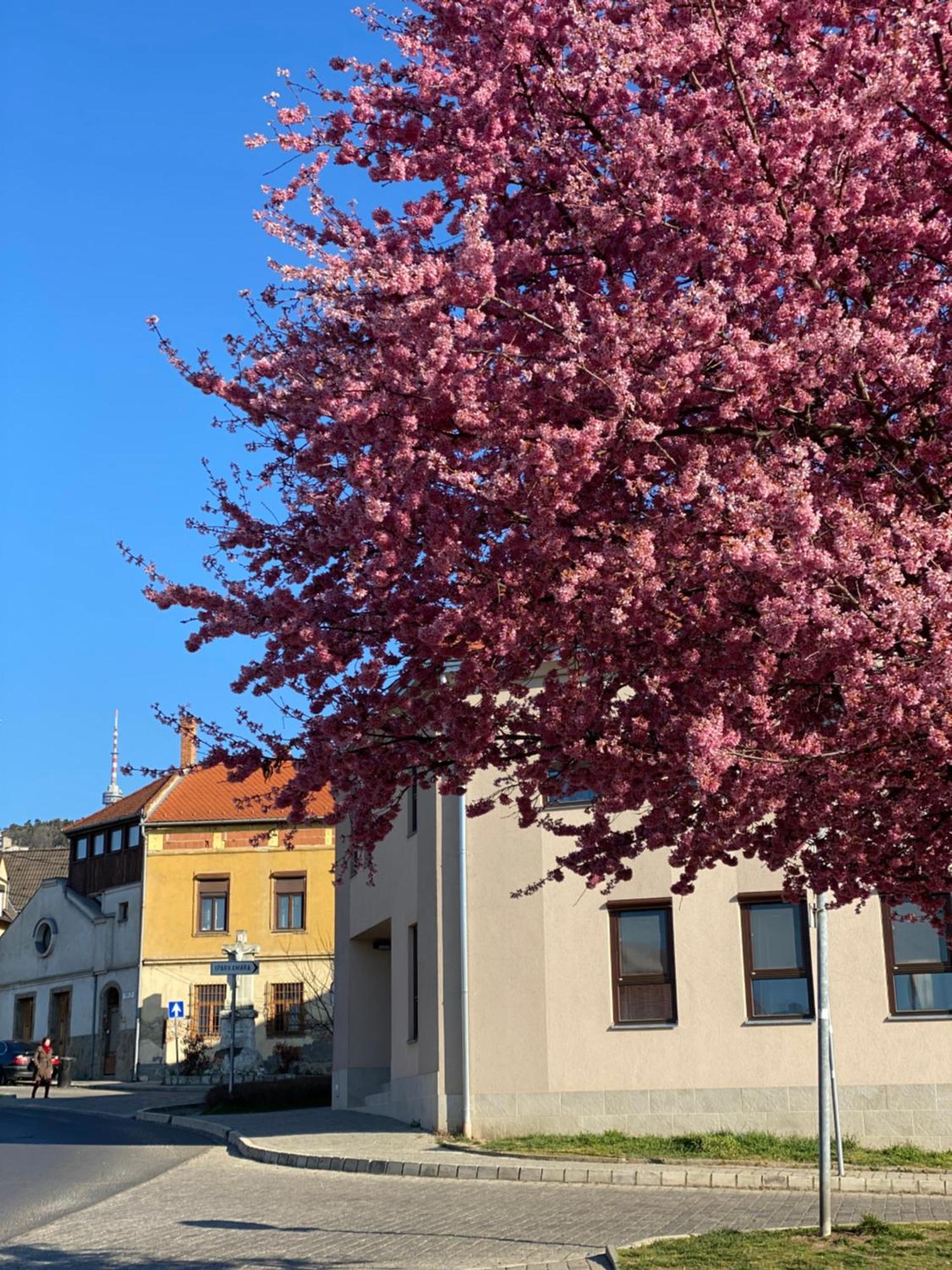 M18 - Csak Egy Lepes A Toertenelmi Belvaros - Free Parking Pécs Buitenkant foto
